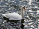 Swan on Lake Geneva  