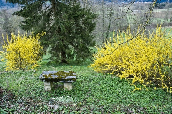   Forsythia 