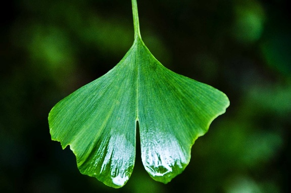 Ginkgo (Ginkgo biloba)