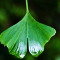 Ginkgo (Ginkgo biloba)