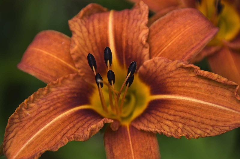 Lis orangé (Lilium bulbiferum) 