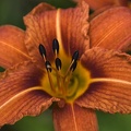  Lirio anaranjado (Lilium bulbiferum) 