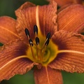 Lis orangé (Lilium bulbiferum) 