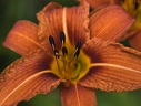Lis orangé (Lilium bulbiferum) 