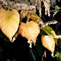 Fleurs et plantes