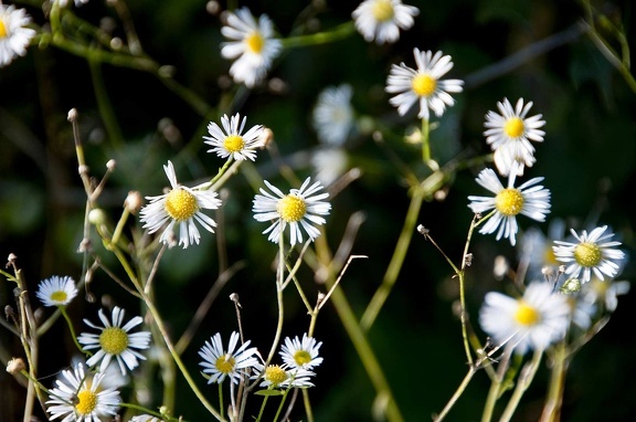 Flores y plantas 