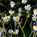 Flowers and plants  