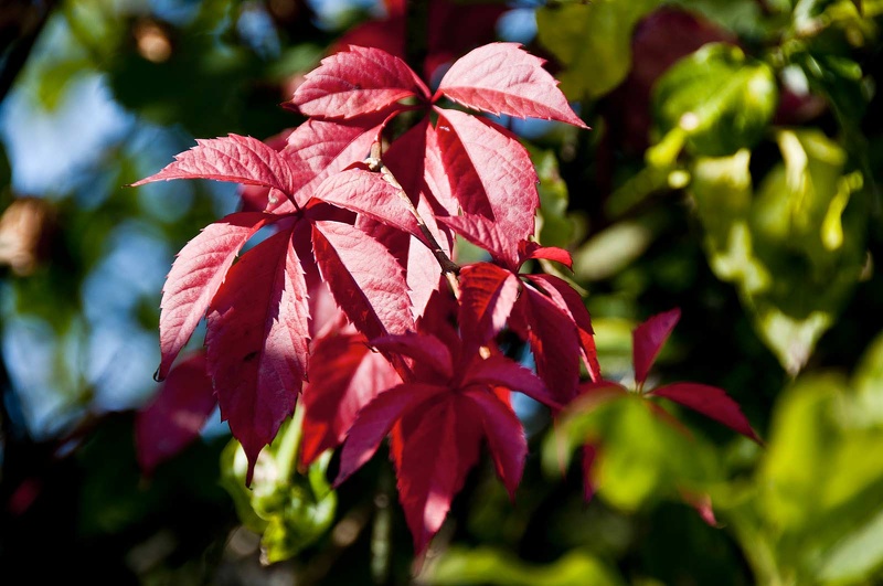 Vigne vierge (Parthenocissus quinquefolia) 