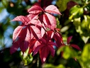 Virginia creeper (Parthenocissus quinquefolia)  