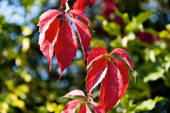 Virginia creeper (Parthenocissus quinquefolia)  