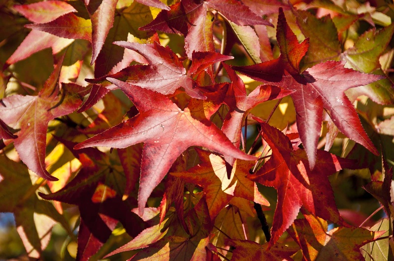 Liquidambar 