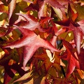 Liquidambar 