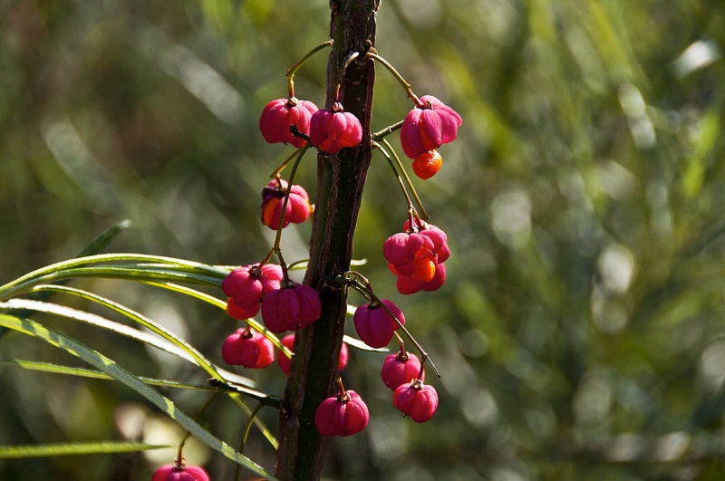 Spindle (Euonymus europaeus)  