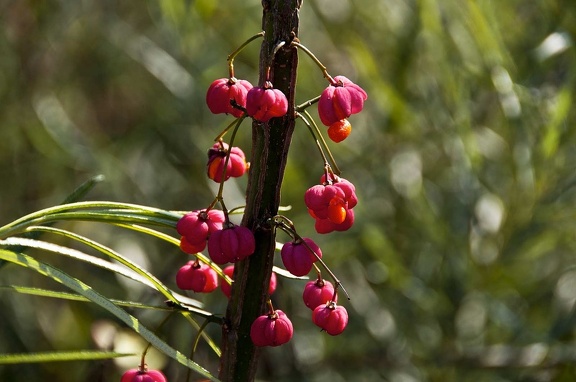 Bonetero (Euonymus europaeus)  