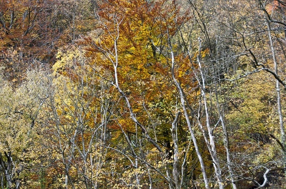 Landscape in the Chartreuse Mountains 