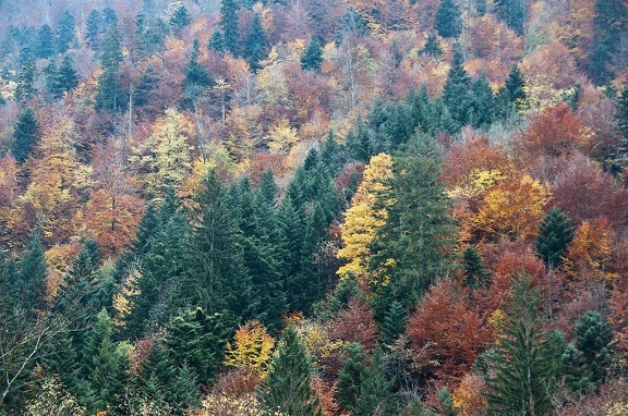 Landscape in the Chartreuse Mountains 