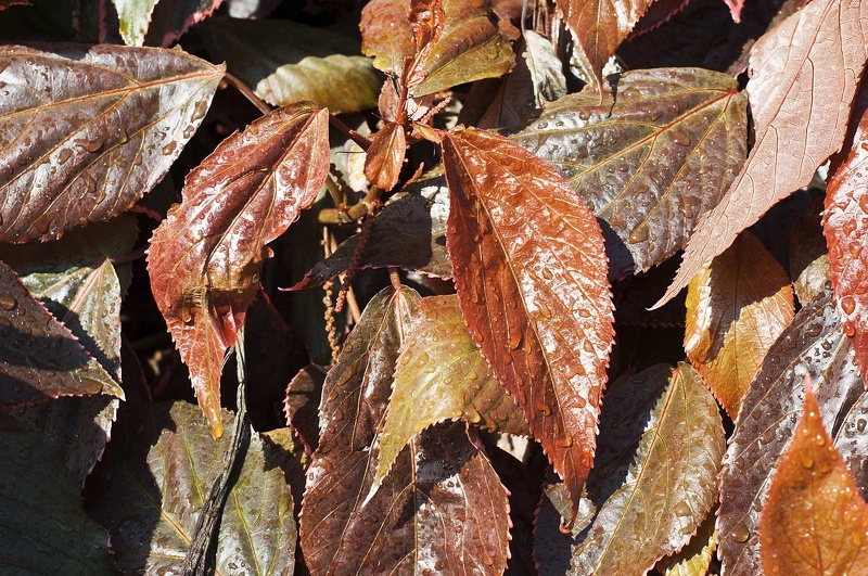 Feuilles