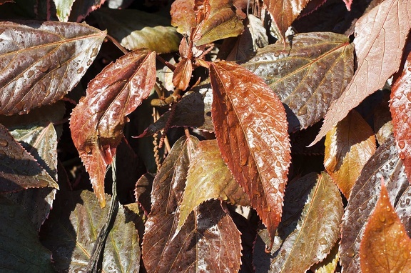 Leaves 