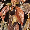 Leaves 