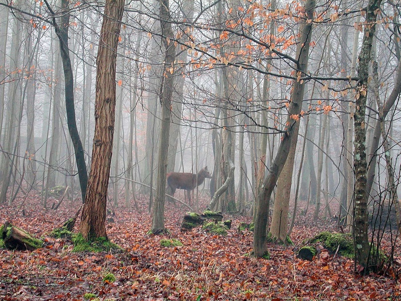 Forêt de Chantilly