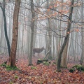 Chantilly forest 