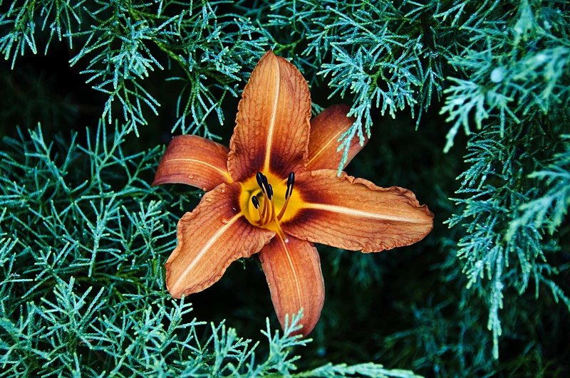 Orange Lily (Lilium bulbiferum)  