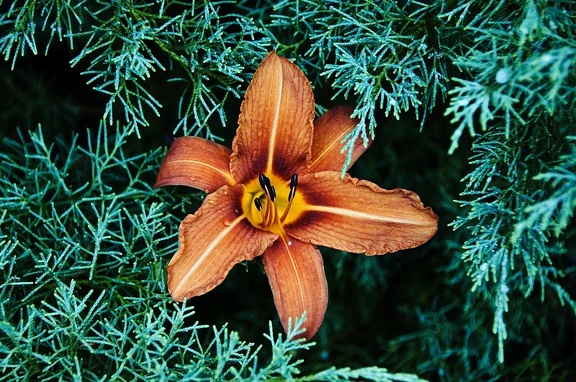  Lirio anaranjado (Lilium bulbiferum) 