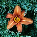 Lis orangé (Lilium bulbiferum) 