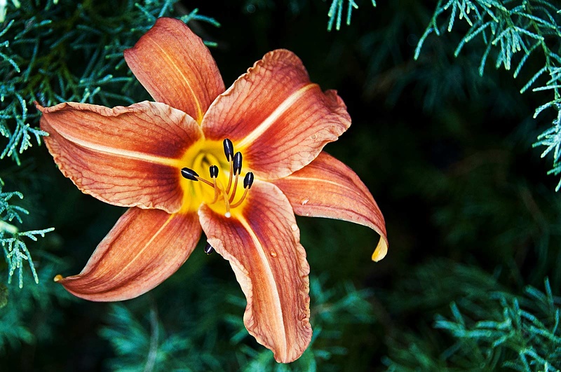 Lis orangé (Lilium bulbiferum) 