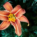 Lis orangé (Lilium bulbiferum) 