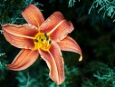 Lis orangé (Lilium bulbiferum) 