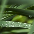 Flowers and plants  