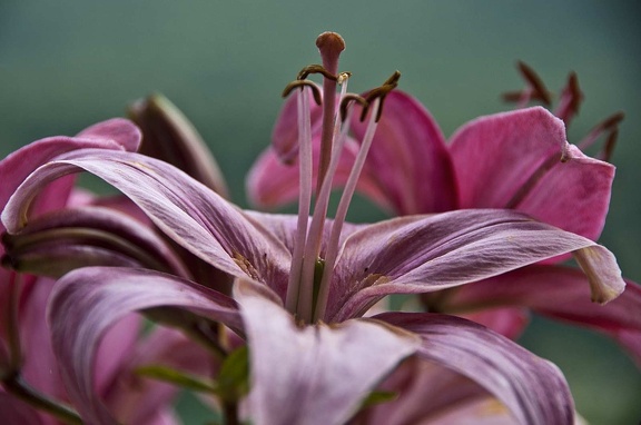 Lilium  