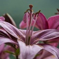 Lilium  