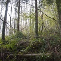 Undergrowth  