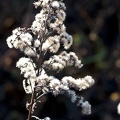 Fleurs et plantes