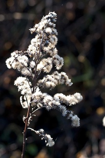 Fleurs et plantes