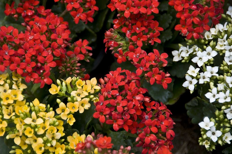 Bougainvillea  