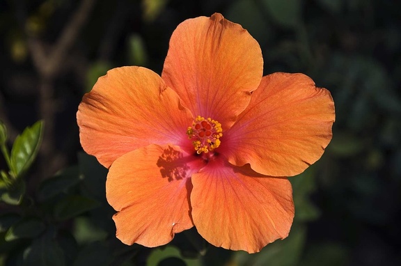 Hibiscus  