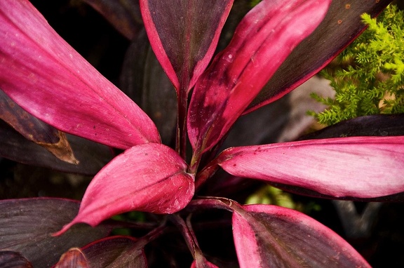 Flores y plantas 