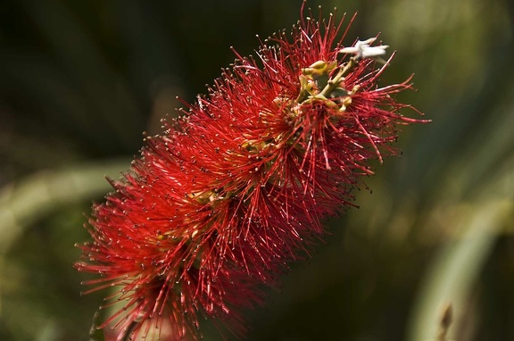 Fleurs et plantes