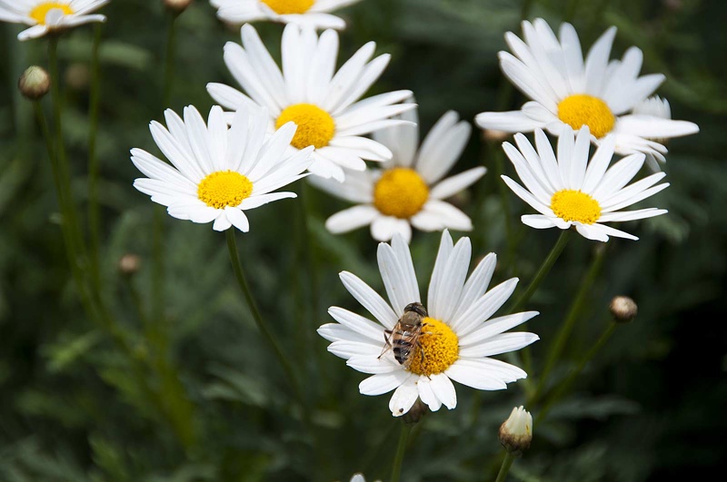 White Ox-eye daisy flower. Leucanthemum vulgare  