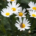 White Ox-eye daisy flower. Leucanthemum vulgare  