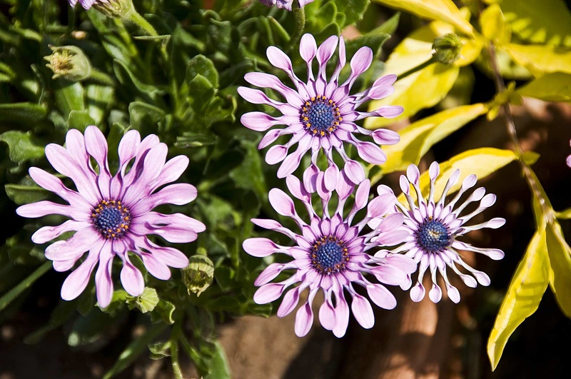 Flowers and plants  