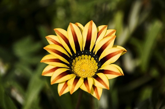 Flowers and plants  