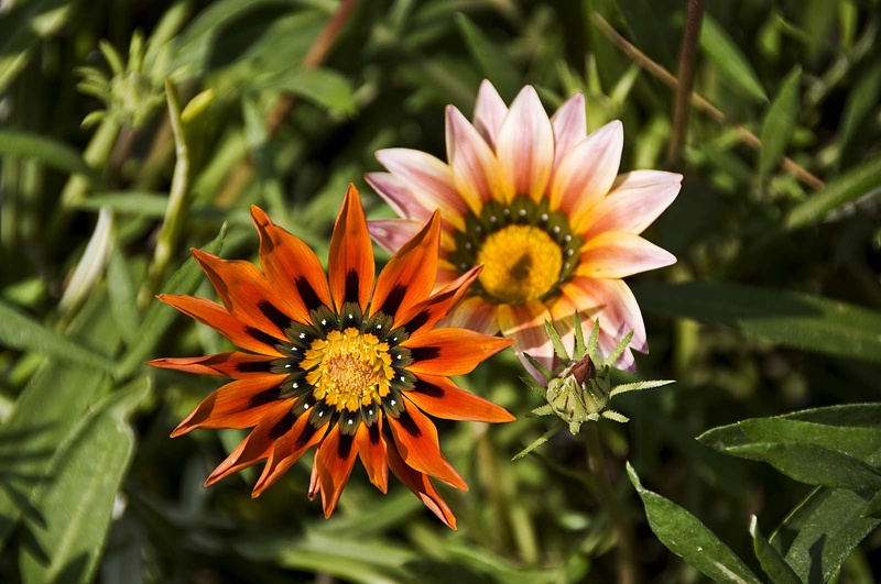 Fleurs et plantes