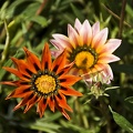 Flowers and plants  