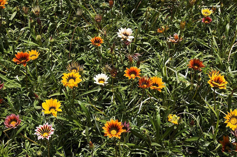 Flowers and plants  