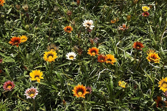 Fleurs et plantes