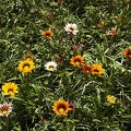 Flowers and plants  